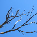 Baum ohne Blaetter